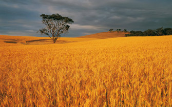 Wheat Field Wallpaper
