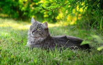 Wallpaper Cat Grass Summer Cats
