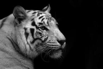 Tiger White Black Background And Wallpaper Jpg