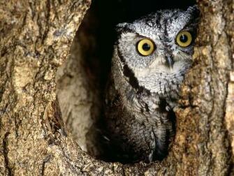 Owls Owl