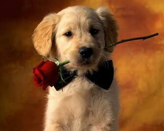 And Wallpaper Cute Puppies Very