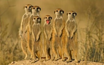 Funny Animal Background Pictures HD Wallpaper