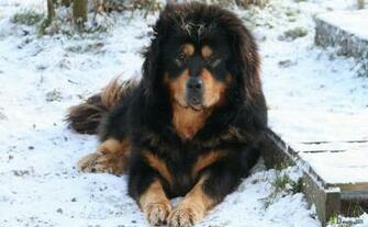 HD Tibetan Mastiff Dog Wallpaper