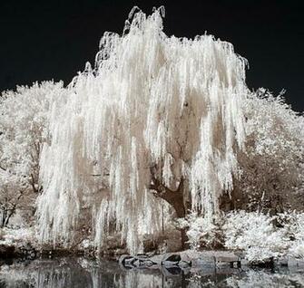 Willow Tree Wallpaper