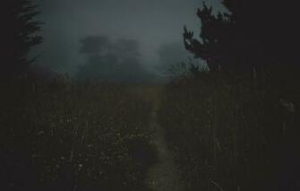 Wallpaper Dark Grass Trees Nature Yellow Flowers Fog Blur