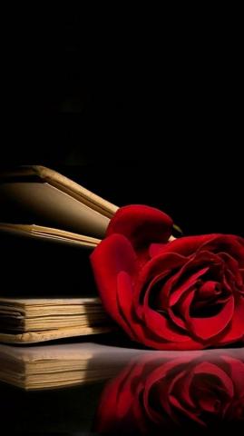 Red Rose Wallpaper iPhone Cute Screensavers