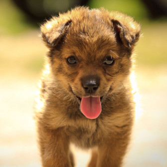 Puppies Wallpaper