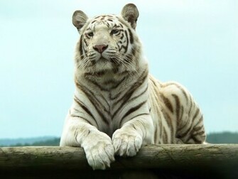 White Tiger Wallpaper