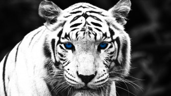 Cool Tiger Wallpaper