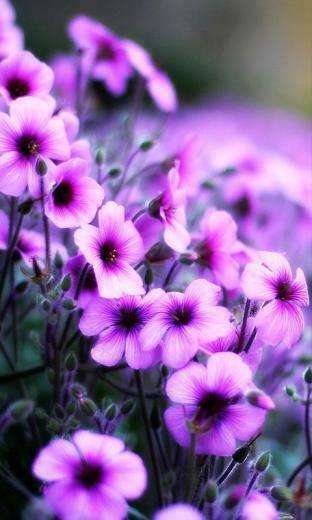 Flower Wallpaper For Mobile HD