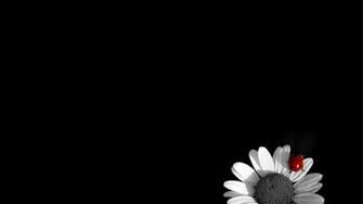 And Ladybug Laptop Background Background