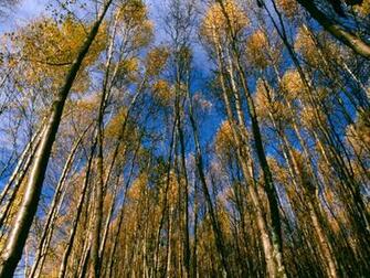 Of Aspen Trees Tree Leaves More Pictures