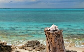 Seashell Wallpaper Jpg