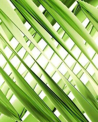 Abstract Green Leaves Wallpaper For Nokia C1