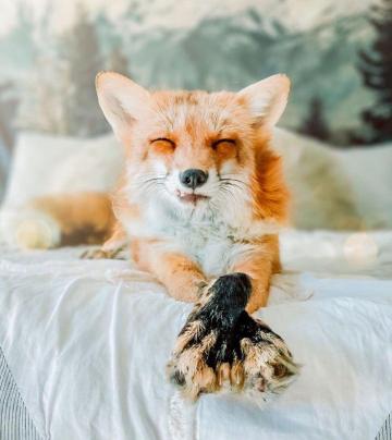 And Other Animals