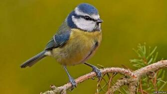 Bbc Nature In Pictures Top British Garden Birds Revealed