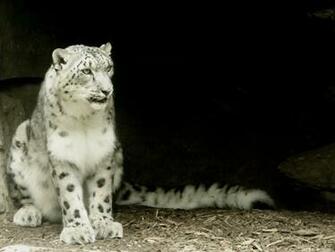Snow Leopard Animals Wallpaper