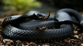 Black Mamba Snake HD Wallpaper