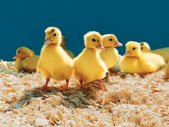 Beautiful Birds Wallpaper Cini Clips