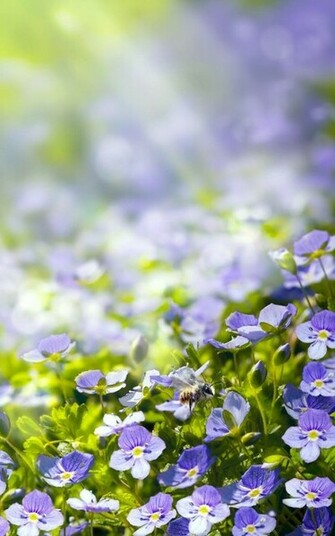 Spring Meadow Live Wallpaper Android Apps And Tests Androidpit