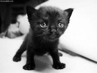 Cute Black Kitten Funnycatsite