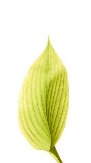 iPhone Official Wallpaper Leaves HD