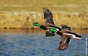 Mallard Facts Figures Description And Photo