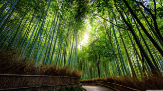 Bamboo Desktop Wallpaper