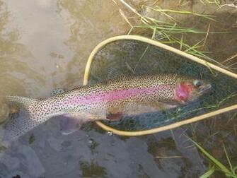 Native Trout Fly Fishing Hatchery Strain Rainbow
