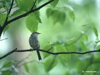 Birds Wallpaper Lovely Bird In Spring Vol No Desktop