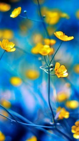 He Caitou On iPhone5 Wallpaper Blue Bokeh