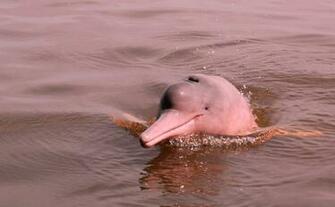 Pink Dolphin Pictures Wallpaper Designs
