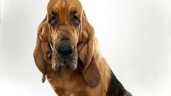 Bloodhound HD Wallpaper To For Your Mobile Computer And