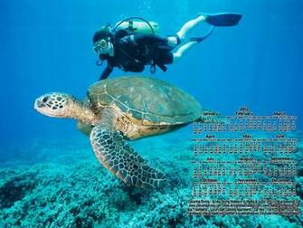 Scuba Dive Wallpaper