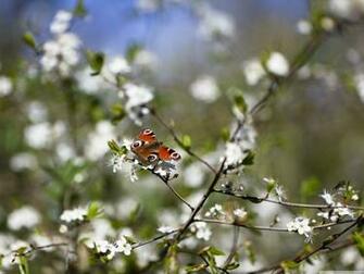 Url Smscs Photo Springtime Html