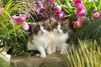 All Wallpaper Beautiful Cats HD