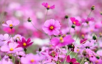 Beautiful Wallpaper For Desktop Purple Flowers HD