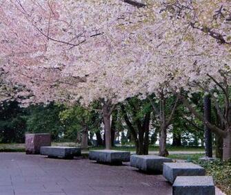 Pat S Cherry Blossom Time In Dc