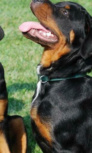 Gr Tis Surpreendentes Wallpaper Rottweiler Este Aplicativo Um
