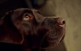 Chocolate Labrador Retriever Widescreen Wallpaper
