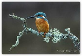 Most Beautiful Wildlife Wallpaper Best Photos