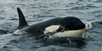Killer Whale Pictures HD Wallpaper