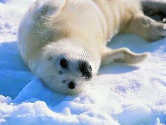 Beautiful Wallpaper For Desktop California Sea Lion HD