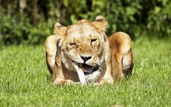 Lioness Wallpaper