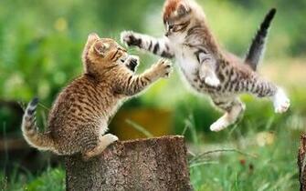 Battle Of Kitten Wallpaper HD Desktopinhq