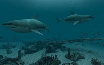 Great White Shark Screensaver