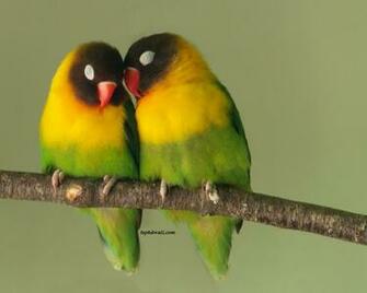 Lovebird Rate Every Animal