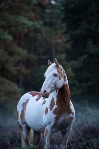 Tiere Malen