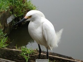 Heron And Egret Wallpaper Image