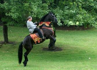 Friesian Black Horse Wallpaper